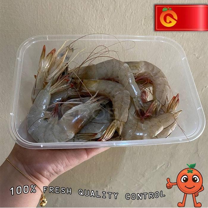

PastiFreShNya- UDANG FRESH 250 Gram (GRAB/GOJEK ONLY)