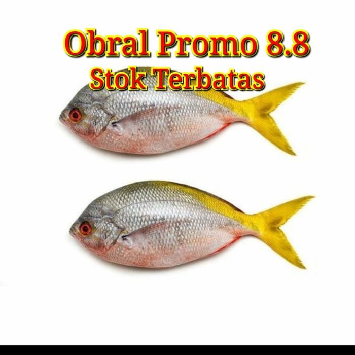 

PastiFreShNya- ikan ekor kuning bagus segar