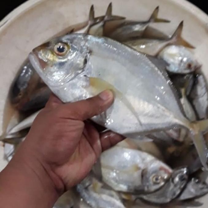 

PastiFreShNya- IKAN KUE SEGAR