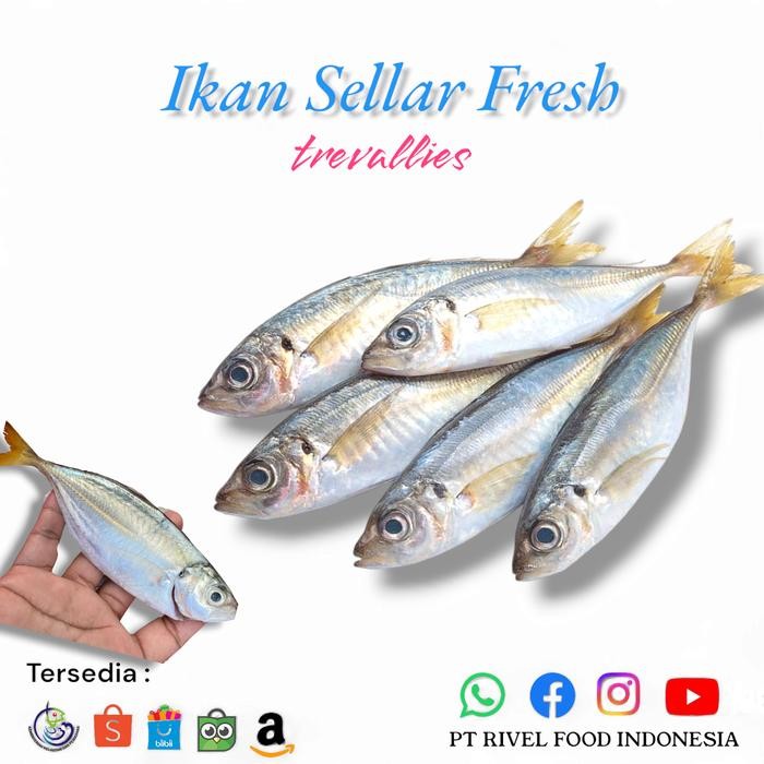 

PastiFreShNya- Ikan Selar Segar Fresh 1 Kg