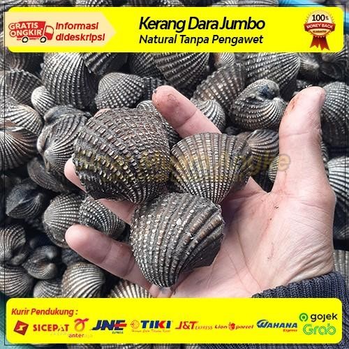

PastiFreShNya- GROSIR Kerang Dara Darah Ukuran Jumbo Besar Segar Fresh