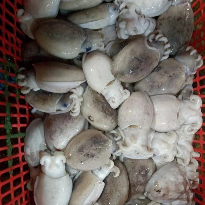 

PastiFreShNya- CUMI SOTONG FRESH 1 Kg JAKARTA