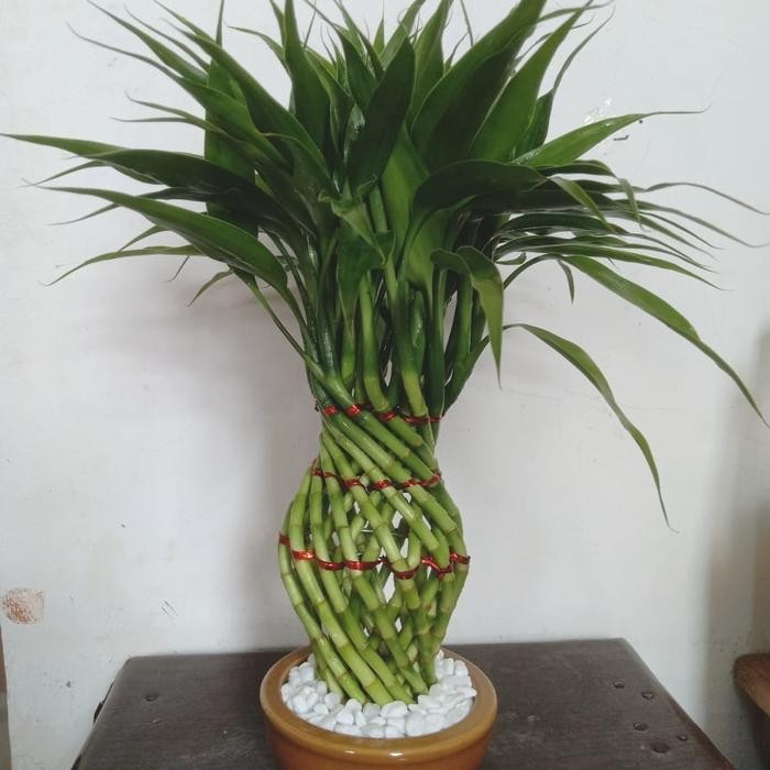 Pajangan/Hiasan/Dekorasi Rumah/Kantor Bambu Hoki Guci Mini Varigata