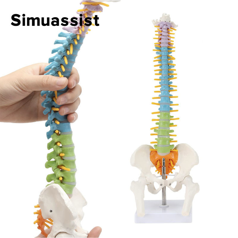 

45Cm Color Human Spine With Pelvic Model Human Anatomical Anatomy Spine Skeleton Model School