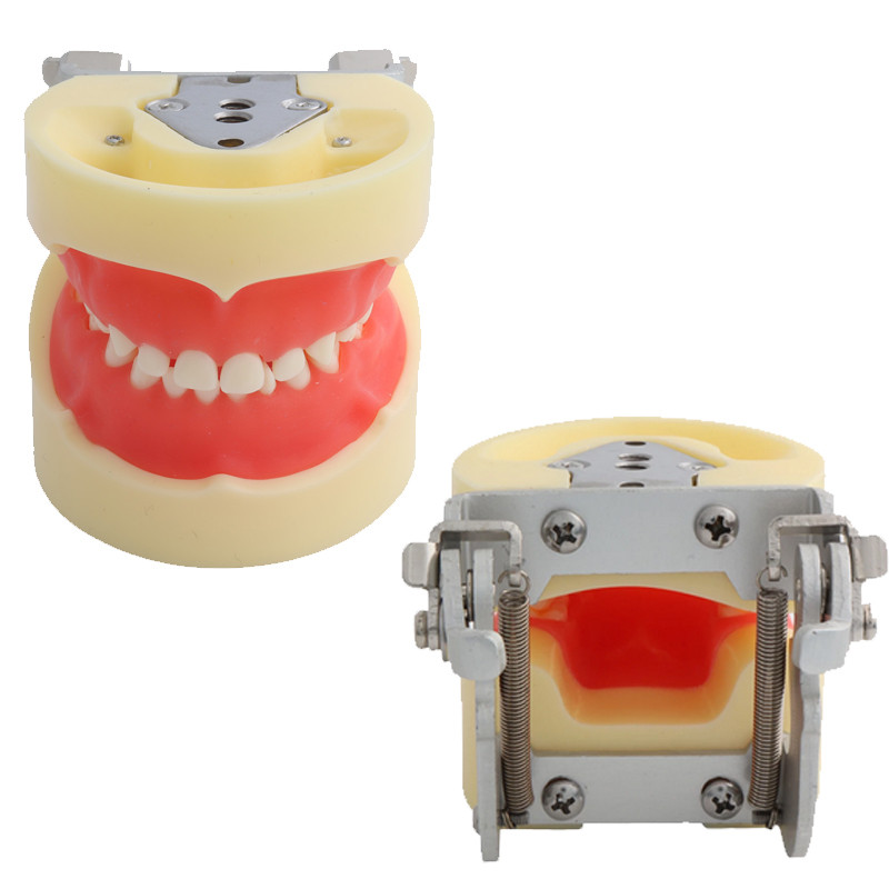 M7014 Standard Teeth Model Typodont Deciduous Tooth Model Dental Teaching Practice Training Jaw Typo