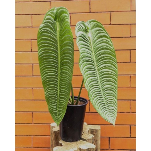 Terlaris Tanaman hias Anthurium veitchii asli / Anturium pecei vicii