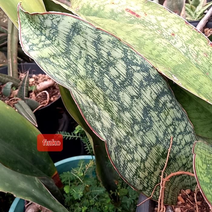 Terlaris sansevieria sp. karatu, Tanzania. wide leaf. big size, 40cm up.