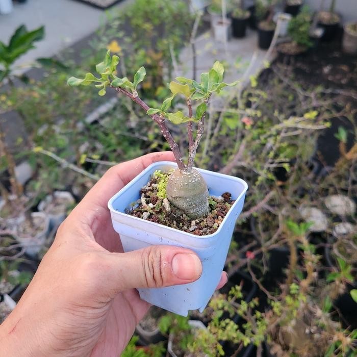 Terlaris Tanaman Hias Fockea Edulis seedling 2.5cm