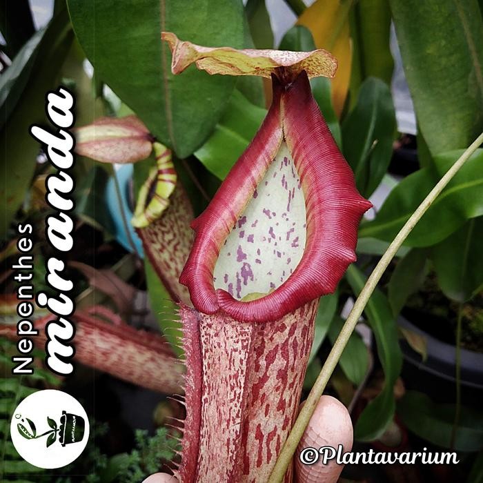 Terlaris Tanaman Karnivora Kantong Semar Nepenthes Miranda