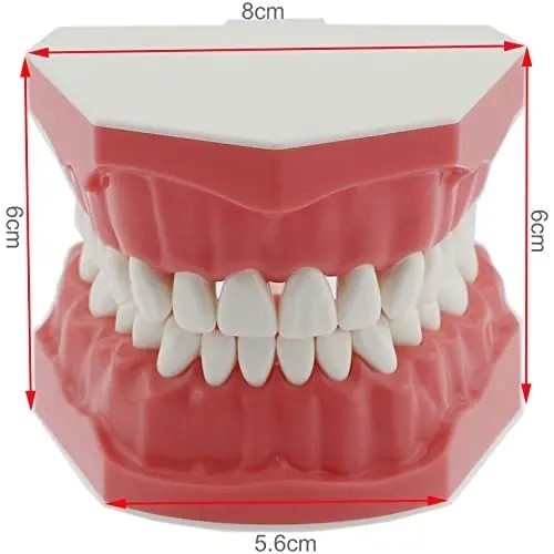 Dental Model Brushing Flossing Practice Teeth Typodonts Mode Gingiva