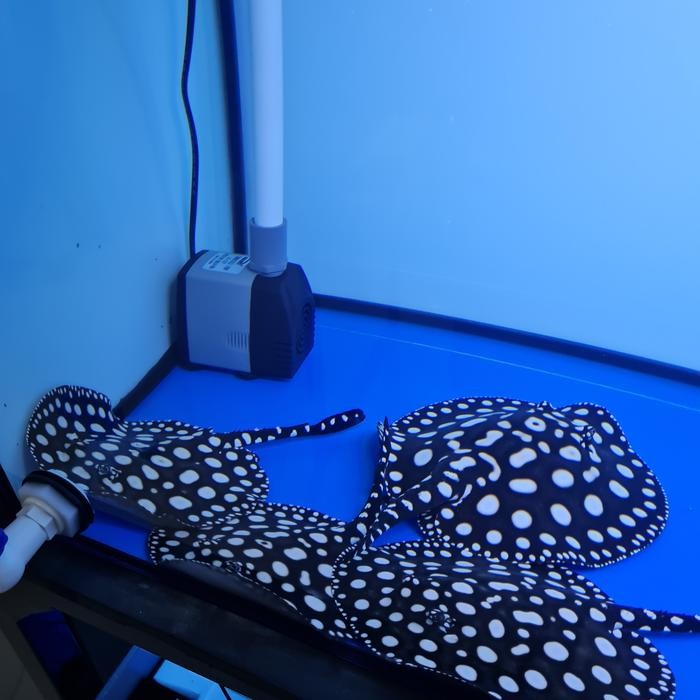 Amour Petshop Stingray Pure Bd Freshwater / Pari Air Tawar Black Diamond