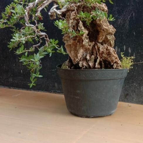 PREMIUM bonsai santigi karang ontherock