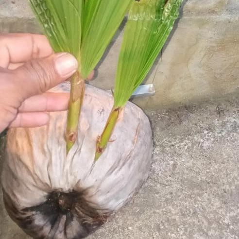 PREMIUM Bibit Kelapa kembar dua cabang dua bahan bonsai kelapa kembar tunas