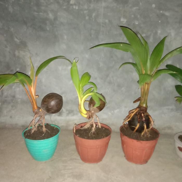 PREMIUM bonsai kelapa mini/daun kerdil