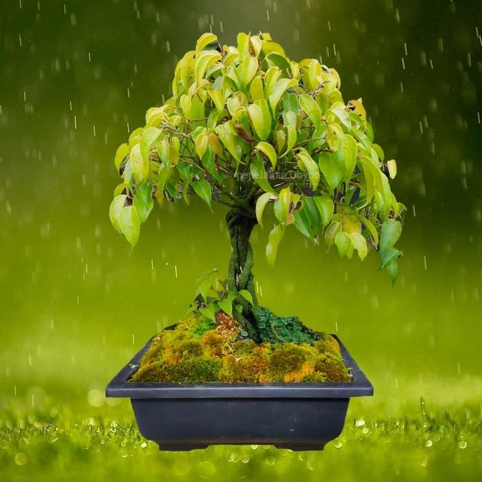 PREMIUM Bonsai Ficus golden Panda Bonsai Beringin kuning Golden ORIGINAL
