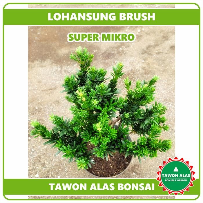 PREMIUM Lohansung Brush Micro Original Beras Mikro Bibit Bonsai Mame Small