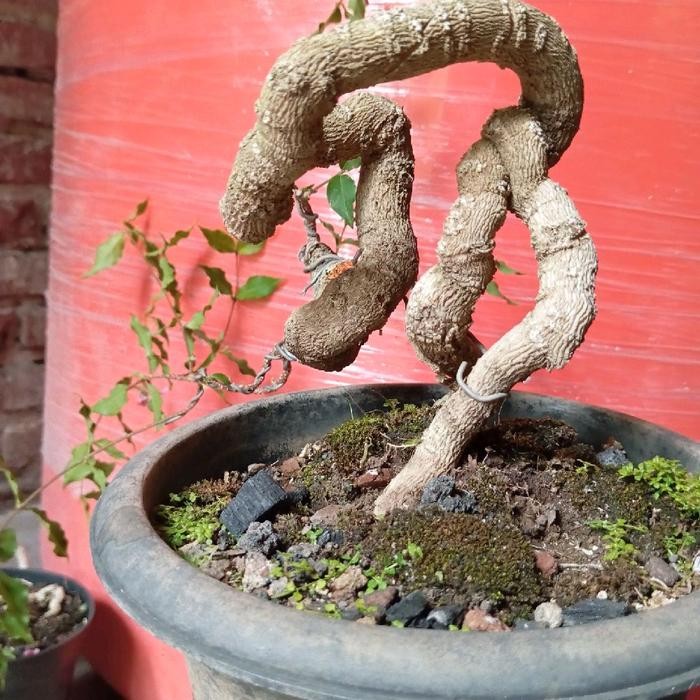 PREMIUM Bonsai Sakura Pyton Meliuk Siap dipajang