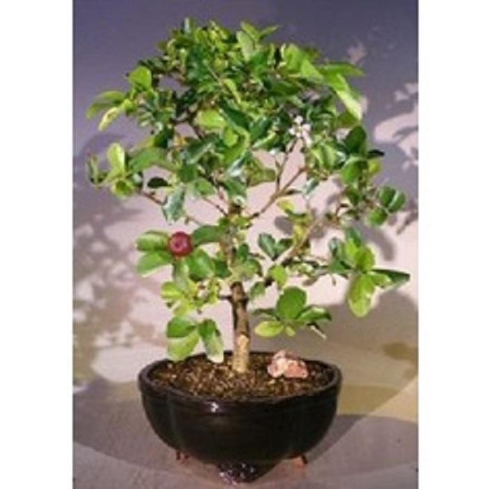 PREMIUM bonsai sianci, Cherry Barbados sudah jadi imut +pot