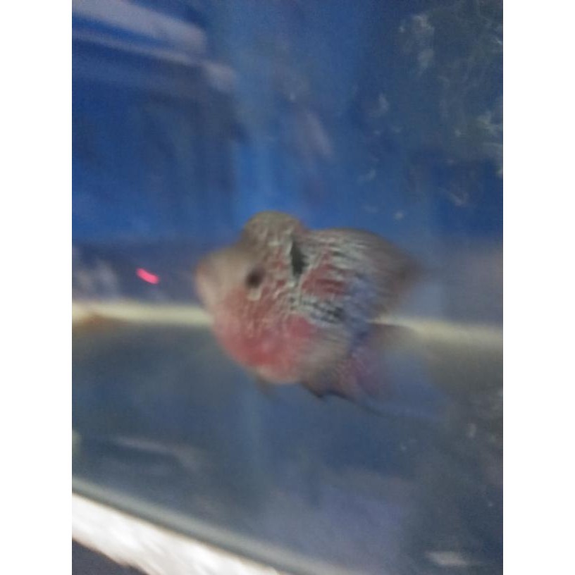 PREMIUM Louhan bonsai