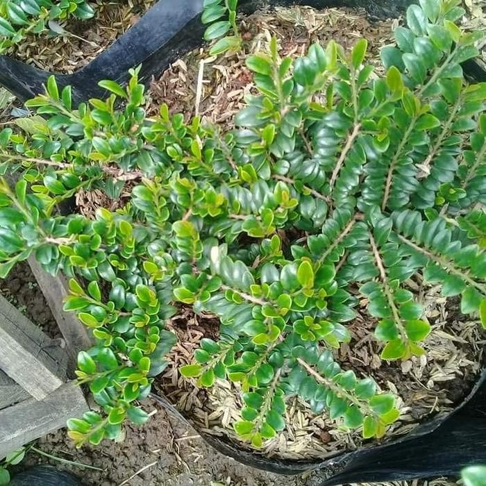 PREMIUM Bahan Bonsai Ohna Micro/ Black Mabba