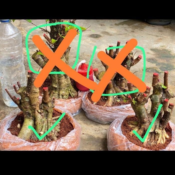 PREMIUM bahan bonsai anting putri prospek jumbo