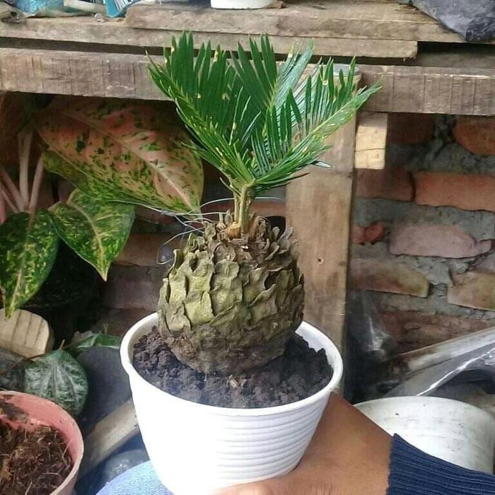 PREMIUM Bonsai Sikas Mame