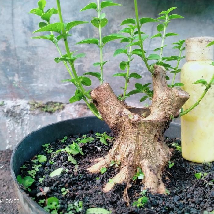 PREMIUM bahan bonsai sancang prokar