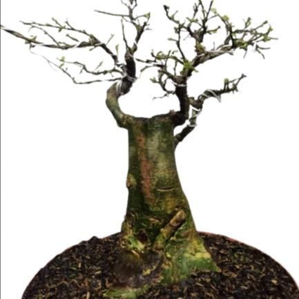 PREMIUM Bonsai Serut Mame Cantik Siap Pajang Tua Berkarakter