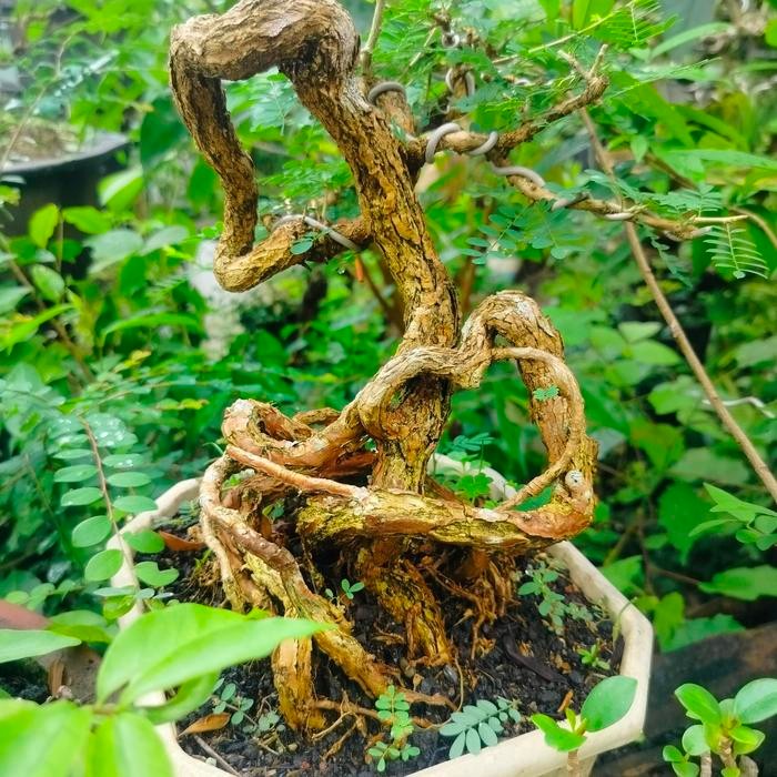 PREMIUM Bonsai Asem Saraf Unik bagus artistik subur