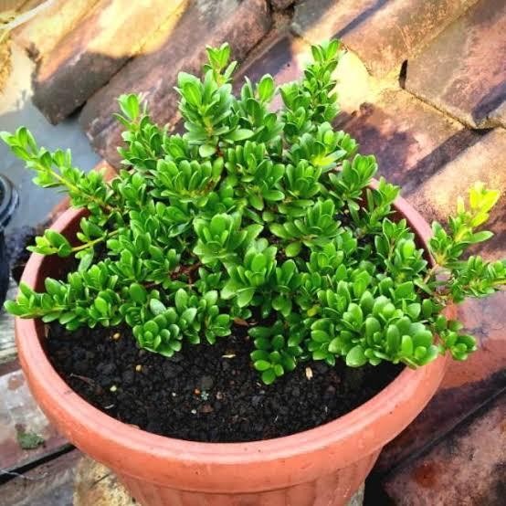 PREMIUM bibit santigi mawar dari biji bahan bonsai hidup