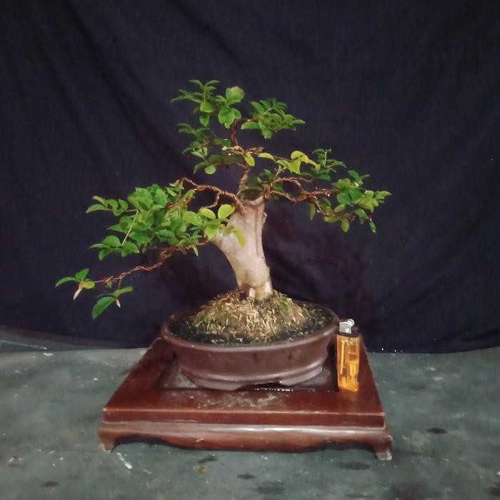 PREMIUM bonsai anggur brazil