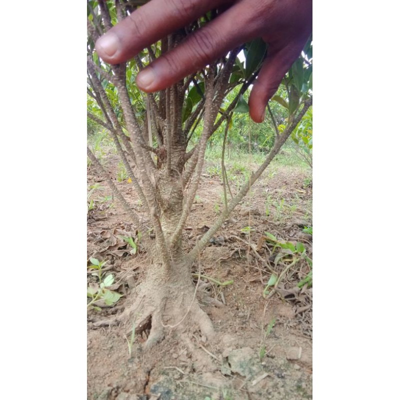 Bahan Bonsai Kimeng Prokar Pecah Batang