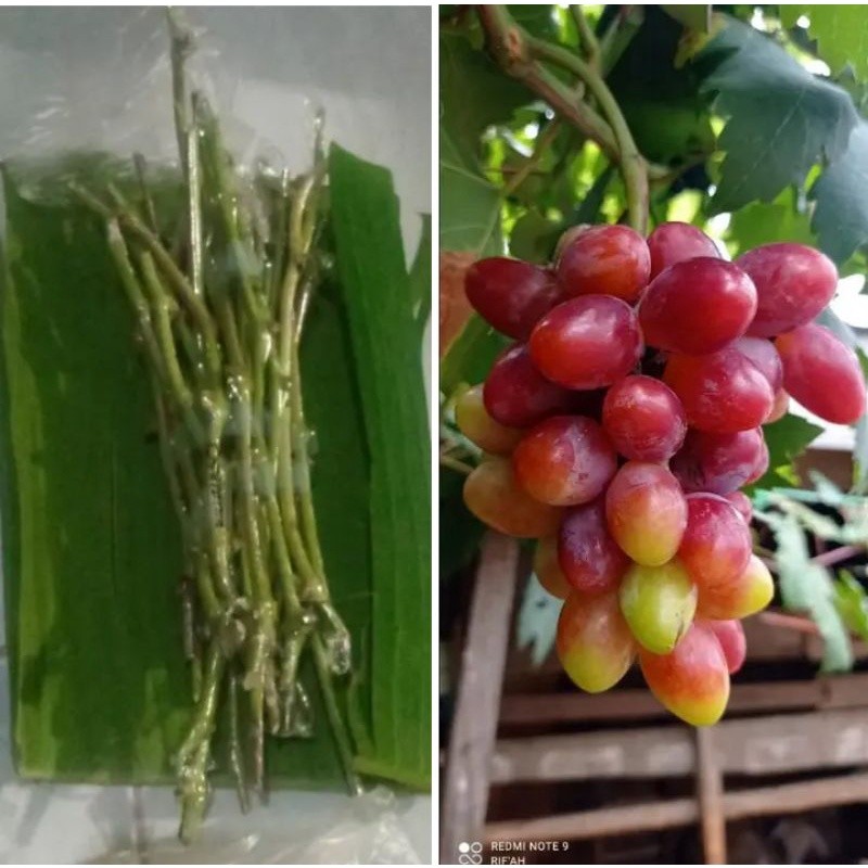 PAKET ENTRES ANGGUR IMPORT 26 VARIAN