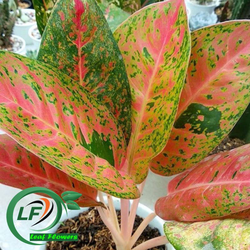 (BISA Cod) Promo Aglonema Bigroy Dewasa - Tanamanhias Aglonema Bigroy Dewasa