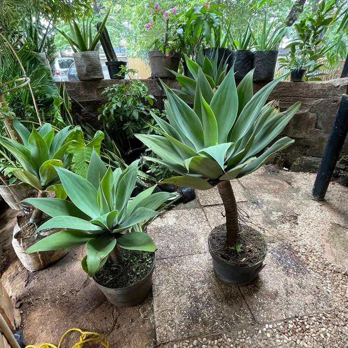 Tanaman Hias Siklok Hijau // Tanaman Hias Agave Attenuata // siklok