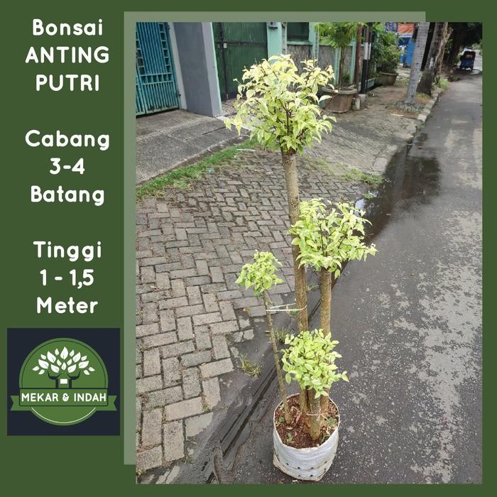 tanaman hias bonsai anting putri