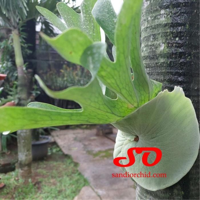 [ REMAJA ] Platycerium Wandae Sang Ratu Tanduk Rusa dari Papua