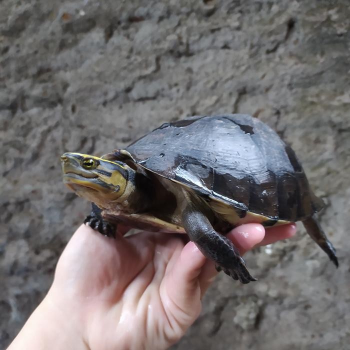 HIASAN KOLAM AIR - AMBON BATOK INDUKAN 12-20 CM
