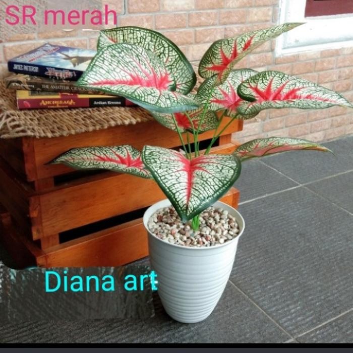 sri rejeki merah#daun sri rejeki#daun keladi merah/bunga plastik