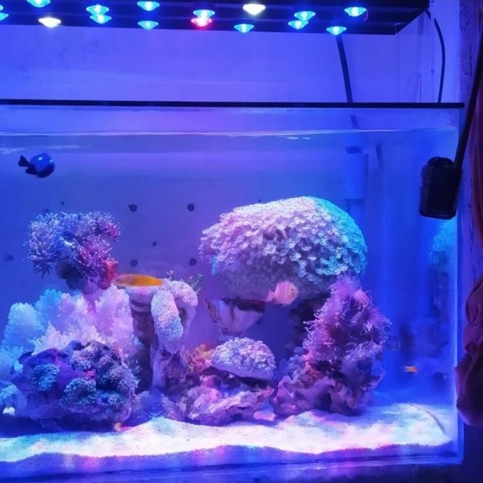 PREMIUM lampu aquarium hpl air laut 60cm 18watt full lensa