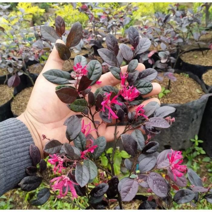 JTTOP" TANAMAN SERUT MERAH