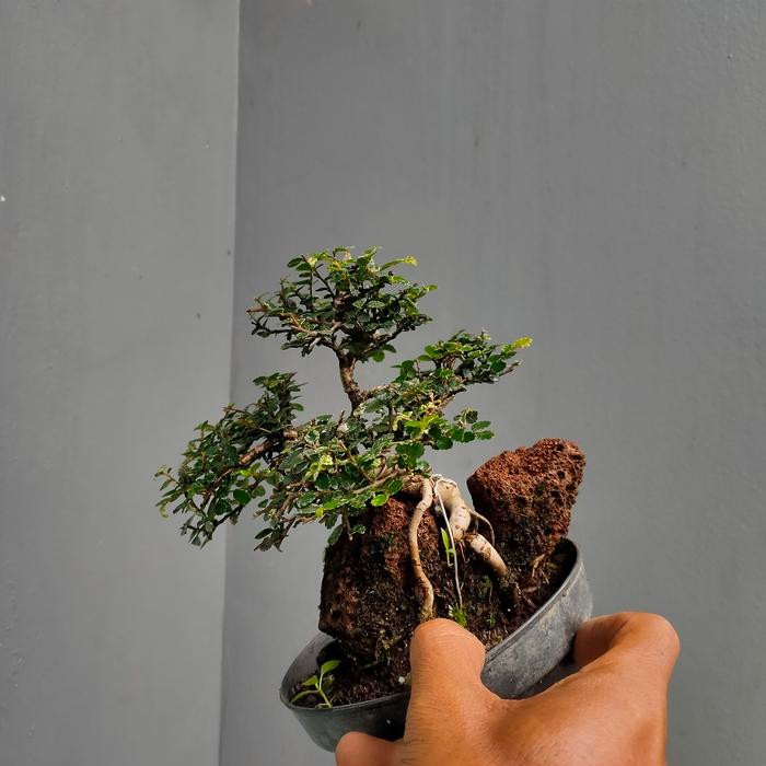 JTTOP" TANAMAN BONSAI 1PAKET SUDAH JADI TINGGAL PAJANG MURAH