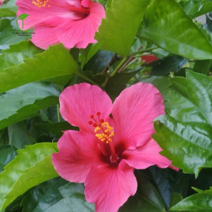 JTTOP" POHON KEMBANG SEPATU BUNGA PINK - KEMBANG SEPATU BUNGA PINK