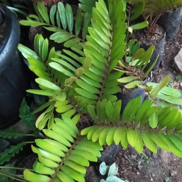 JTTOP" TANAMAN HIAS SIKAS ZAMIA - TANAMAN HIAS SIKAS FURFURACEA - SIKAS ZAMIA