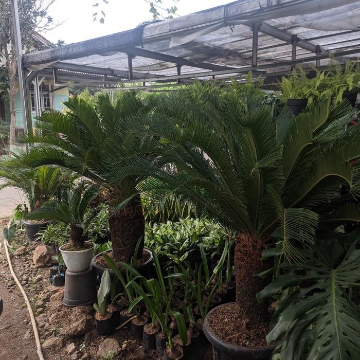 JTTOP" TANAMAN HIAS PALEM SIKAS BATANG BESAR TINGGI 1,5 UP - SIKAS BESAR