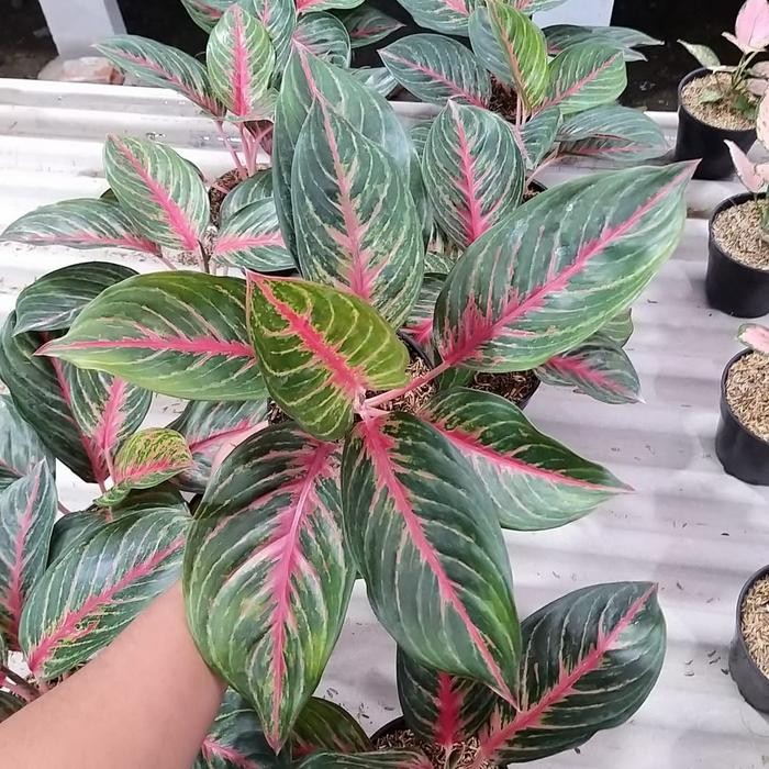 JTTOP" TANAMAN HIAS AGLONEMA RED ANITA - AGLONEMA RED ANITA DEWASA