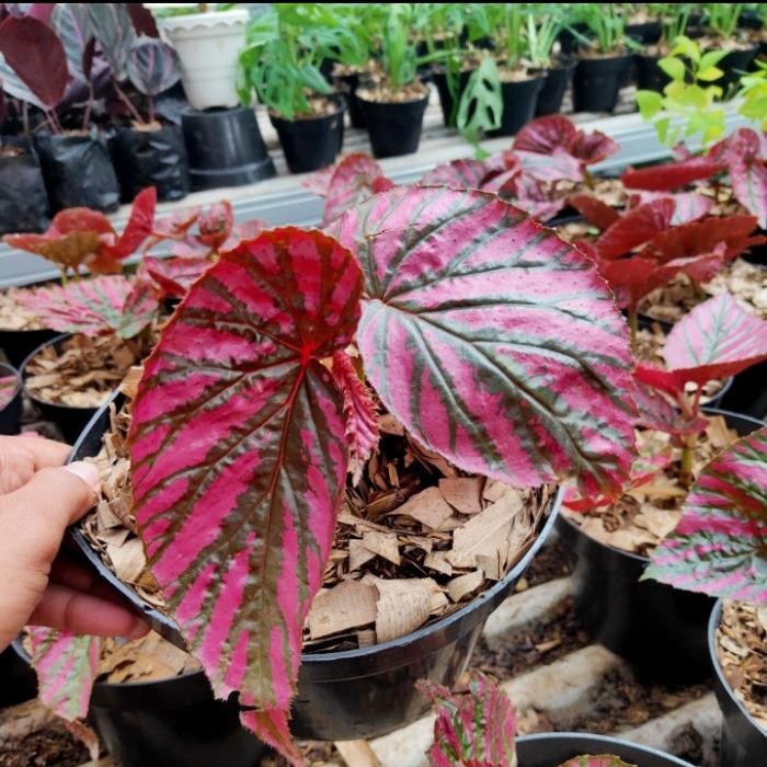 JTTOP" PAKET TANAMAN HIAS BEGONIA 2 JENIS - PAKET TANAMAN HIAS - BEGONIA