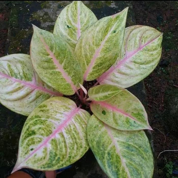 JTTOP" TANAMAN HIAS AGLONEMA GOLDEN SIAM MURAH - AGLONEMA GOLDEN SIAM