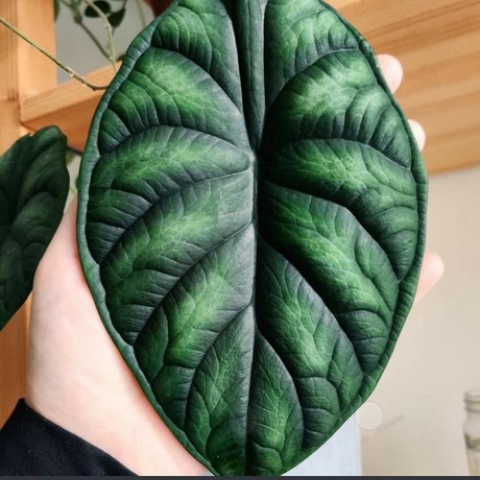 JTTOP" TANAMAN HIAS ALOCASIA DRAGON SCALE - ALOCASIA DRAGON