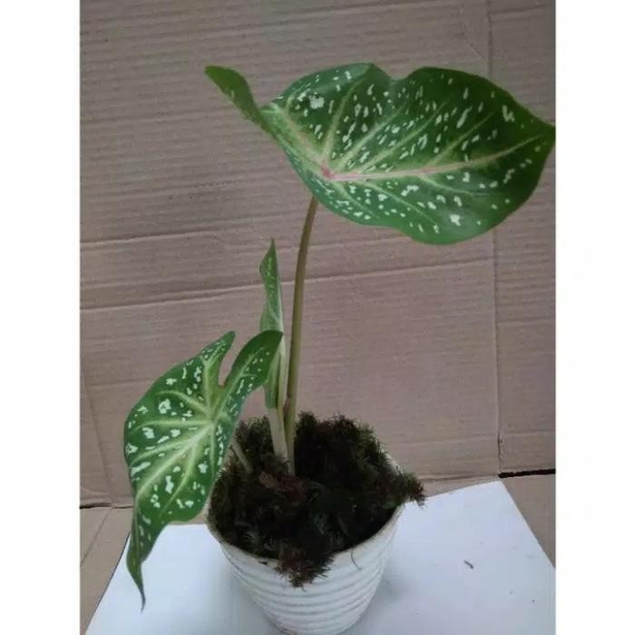 JTTOP" TANAMAN HIAS KELADI GALAXY - KELADI HIAS